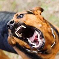 Dog Bite & Animal Attack Lawyers